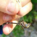 Image of Progomphus lambertoi imported from iNaturalist.