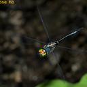 Image of Somatochlora clavata imported from iNaturalist.