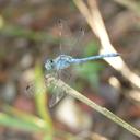 Image of Sympetrum gracile imported from iNaturalist.