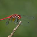 Image of Sympetrum speciosum imported from iNaturalist.