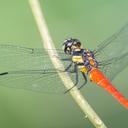 Image of Lyriothemis flava imported from iNaturalist.