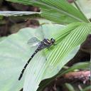 Image of Chlorogomphus brevistigma imported from iNaturalist.