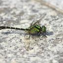 Image of Nihonogomphus viridis imported from iNaturalist.