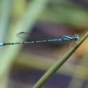 Image of Pseudagrion lalakense imported from iNaturalist.