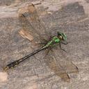 Image of Ophiogomphus mainensis imported from iNaturalist.