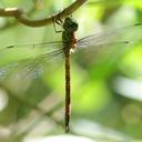 Image of Coryphaeschna apeora imported from iNaturalist.