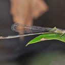 Image of Leptobasis guanacaste imported from iNaturalist.