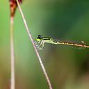 Image of Agriocnemis keralensis imported from iNaturalist.