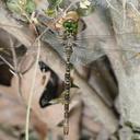 Image of Boyeria cretensis imported from iNaturalist.