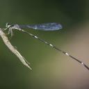 Image of Protosticta ngoai imported from iNaturalist.