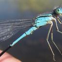 Image of Pseudagrion assegaii imported from iNaturalist.