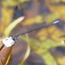 Image of Pseudagrion makabusiense imported from iNaturalist.