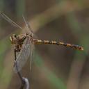 Image of Crenigomphus cornutus imported from iNaturalist.