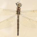 Image of Trithemis anomala imported from iNaturalist.