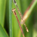 Image of Agriocnemis falcifera imported from iNaturalist.