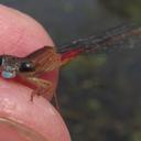 Image of Ceriagrion katamborae imported from iNaturalist.