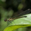 Image of Chlorocypha fabamacula imported from iNaturalist.