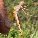 Image of Crocothemis brevistigma imported from iNaturalist.