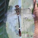 Image of Onychogomphus styx imported from iNaturalist.