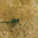 Image of Paragomphus viridior imported from iNaturalist.