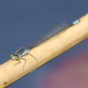 Image of Pseudagrion deningi imported from iNaturalist.