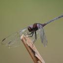 Image of Trithemis aenea imported from iNaturalist.