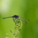 Image of Trithemis grouti imported from iNaturalist.