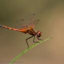 Image of Trithemis imitata imported from iNaturalist.