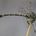 Image of Ictinogomphus dundoensis imported from iNaturalist.