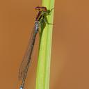 Image of Pseudagrion newtoni imported from iNaturalist.