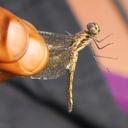 Image of Trithemis fumosa imported from iNaturalist.