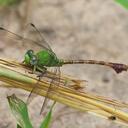 Image of Paragomphus cataractae imported from iNaturalist.