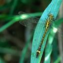 Image of Neurogomphus featheri imported from iNaturalist.