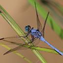 Image of Orthetrum malgassicum imported from iNaturalist.