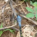 Image of Nesciothemis pujoli imported from iNaturalist.