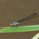 Image of Pseudagrion gamblesi imported from iNaturalist.