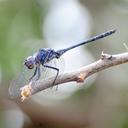 Image of Trithemis dejouxi imported from iNaturalist.