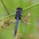 Image of Celithemis verna imported from iNaturalist.