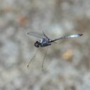 Image of Macrothemis rupicola imported from iNaturalist.