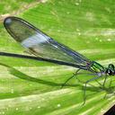 Image of Iridictyon trebbaui imported from iNaturalist.