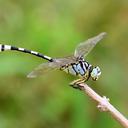 Image of Ictinogomphus distinctus imported from iNaturalist.