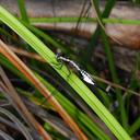 Image of Acisoma ascalaphoides imported from iNaturalist.