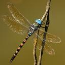 Image of Anax immaculifrons imported from iNaturalist.