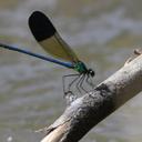 Image of Calopteryx syriaca imported from iNaturalist.