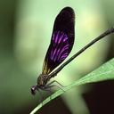 Image of Euphaea variegata imported from iNaturalist.