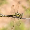 Image of Gomphus graslinii imported from iNaturalist.