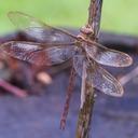 Image of Gynacantha bifida imported from iNaturalist.