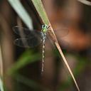 A perched Dingy Duskhawker