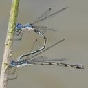 Image of Lestes forcipatus imported from iNaturalist.