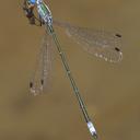 Image of Lestes forficula imported from iNaturalist.